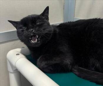 Hank -  Domestic Short Hair Cat for Adoption in Bellevue, Washington - Hank | PetCurious