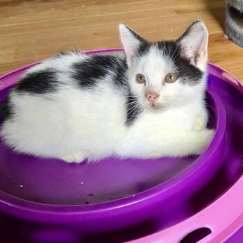 Bix Miller -  Domestic Short Hair Cat for Adoption in Woodstock, Virginia - Bix Miller | PetCurious