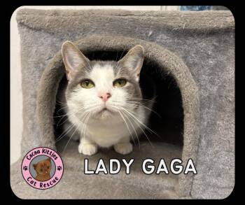 Lady Gaga -  Domestic Short Hair Cat for Adoption in Hershey, Pennsylvania - Lady Gaga | PetCurious