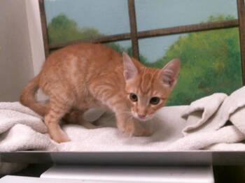 KENZO -  Domestic Short Hair Cat for Adoption in Houston, Texas - KENZO | PetCurious