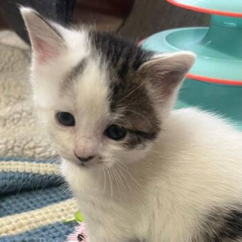 Princess ButterCup -  Domestic Short Hair Cat for Adoption in East Hanover, New Jersey - Princess ButterCup | PetCurious