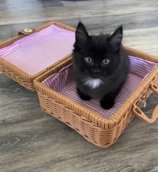 Frankie -  Domestic Long Hair Cat for Adoption in Eugene, Oregon - Frankie | PetCurious