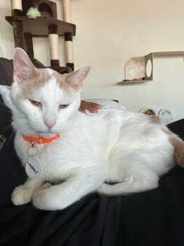 Simba 4 -  Domestic Short Hair Cat for Adoption in Tucson, Arizona - Simba 4 | PetCurious