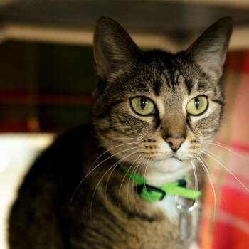Nani -  Domestic Short Hair Cat for Adoption in Lakewood, Colorado - Nani | PetCurious