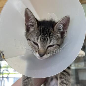 Megan -  Domestic Short Hair Cat for Adoption in Leander, Texas - Megan | PetCurious