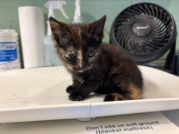 Domestic Short Hair Cats Available for Adoption in Grand Prairie, Texas - MS.PEARL | PetCurious