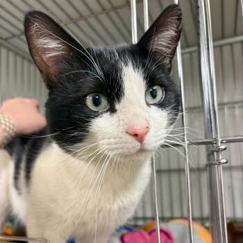 "Lewis" -  Domestic Short Hair Cat for Adoption in Salt Lake City, Utah - "Lewis" | PetCurious