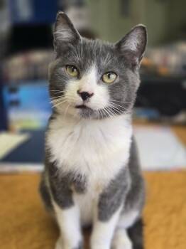 Domestic Short Hair Cats Available for Adoption - Rizz | PetCurious