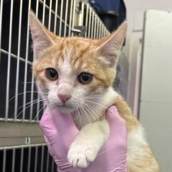 CooLio -  Domestic Short Hair Cat for Adoption in Salt Lake City, Utah - CooLio | PetCurious