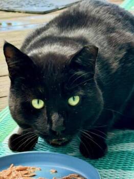Domestic Short Hair Cats Available for Adoption - Playful Panther GERALT | PetCurious