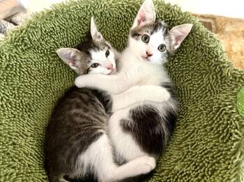 Rescue Domestic Short Hair Cats for Adoption in Millcreek, Utah - Moose | PetCurious