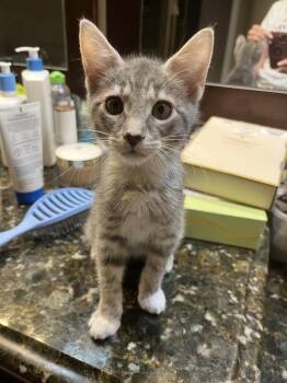 Earl -  American Shorthair Cat for Adoption in Tampa, Florida - Earl | PetCurious