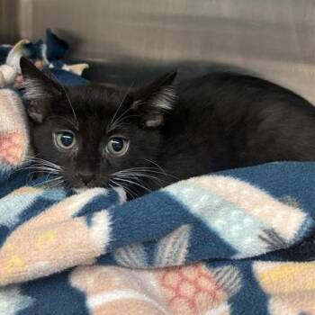 Sylvester -  Domestic Short Hair Cat for Adoption in Tempe, Arizona - Sylvester | PetCurious