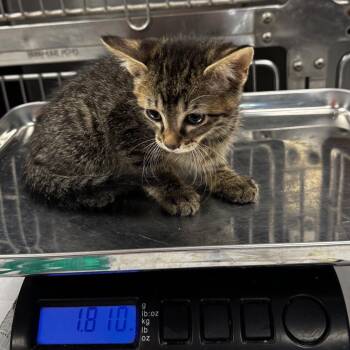 Nod -  Domestic Short Hair Cat for Adoption in Saint Joseph, Missouri - Nod | PetCurious