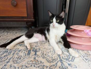 Domestic Short Hair Cats Available for Adoption in Champaign, Illinois - Parsley | PetCurious