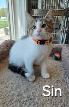 Domestic Short Hair Cats Available for Adoption in Sidney, Ohio - Sin | PetCurious