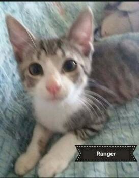 Ranger -  Tabby and Domestic Short Hair Cat for Adoption in Shrewsbury, Massachusetts - Ranger | PetCurious