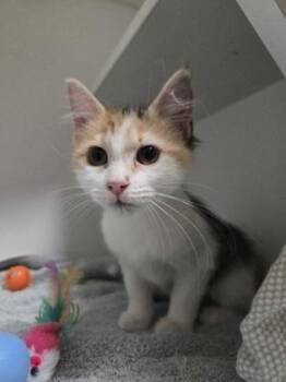 Strawberry Apricot -  Domestic Short Hair Cat for Adoption in Savannah, Georgia - Strawberry Apricot | PetCurious