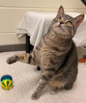 Domestic Short Hair Cats Available for Adoption in Leesburg, Virginia - HOOK | PetCurious