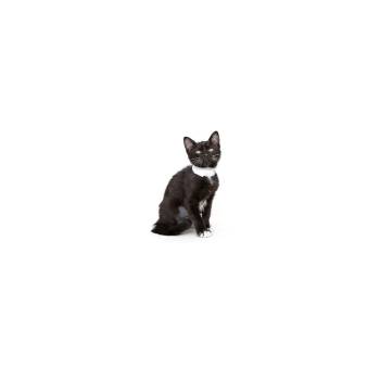 Tempera -  Domestic Short Hair Cat for Adoption in Los Angeles, California - Tempera | PetCurious