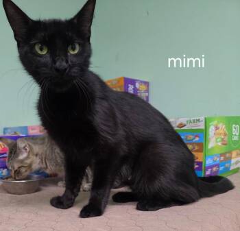 Domestic Short Hair Cats Available for Adoption in Oviedo, Florida - Mimi | PetCurious