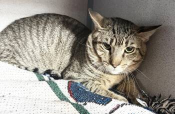Crayola -  Domestic Short Hair Cat for Adoption in Hudson, New York - Crayola | PetCurious