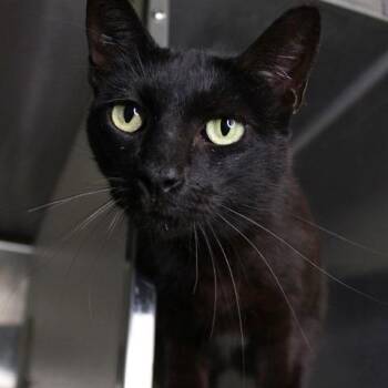 Domestic Short Hair Cats Available for Adoption in Hopkinton, Massachusetts - Amari | PetCurious