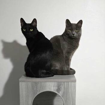 Mayhem -  Domestic Short Hair Cat for Adoption in Greensburg, Pennsylvania - Mayhem | PetCurious