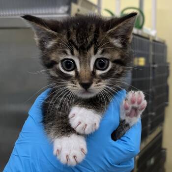 Boynton -  Domestic Short Hair Cat Available for Adoption in West Palm Beach, Florida - Boynton | PetCurious