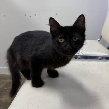 Yang -  Domestic Medium Hair Cat for Adoption in Los Angeles, California - Yang | PetCurious