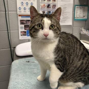 American Shorthair Cats Available for Adoption in West Olive, Michigan - Thomas | PetCurious