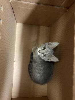 Gleam -  Domestic Short Hair Cat for Adoption in Wichita, Kansas - Gleam | PetCurious