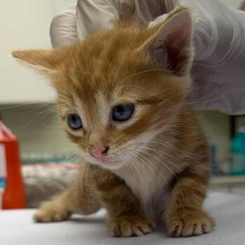 Apollo 26-10-057 -  Domestic Short Hair Cat for Adoption in Bastrop, Texas - Apollo 26-10-057 | PetCurious