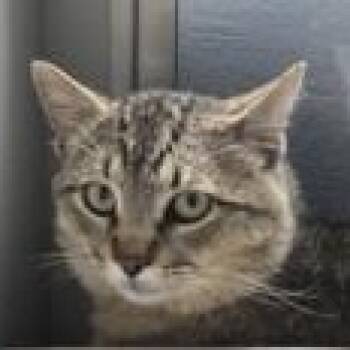 Domestic Short Hair Cats Available for Adoption in Edgewood, New Mexico - Cosmo  | PetCurious