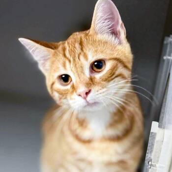 Brad -  Domestic Short Hair Cat for Adoption in Falls Church, Virginia - Brad | PetCurious