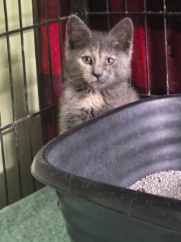 Turbey -  Domestic Short Hair Cat for Adoption in Auburn, Indiana - Turbey | PetCurious