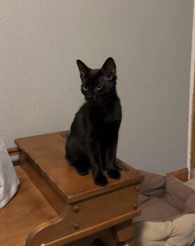 Toe Beans -  Domestic Short Hair Cat for Adoption in Lafayette, Colorado - Toe Beans | PetCurious