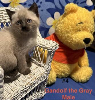 Domestic Short Hair Cats Available for Adoption - Gandolf | PetCurious