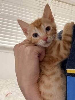 Dior -  Domestic Short Hair Cat for Adoption in Chamblee, Georgia - Dior | PetCurious