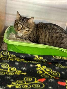 Pomeranian -  Domestic Long Hair Cat for Adoption in Cleveland, Ohio - Pomeranian | PetCurious