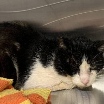 Gummy -  Domestic Short Hair Cat for Adoption in Morganton, North Carolina - Gummy | PetCurious