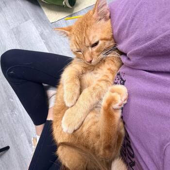 Bowen -  Domestic Short Hair Cat for Adoption in Aldie, Virginia - Bowen | PetCurious