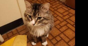 Domestic Long Hair Cats Available for Adoption in West Peoria, Illinois - Lucifer Rosenthal TNR | PetCurious