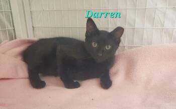 Darren -  Domestic Medium Hair Cat for Adoption in Diamond Springs, California - Darren | PetCurious