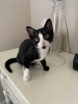 Kingfisher -  Domestic Short Hair Cat for Adoption in Plymouth, Michigan - Kingfisher | PetCurious