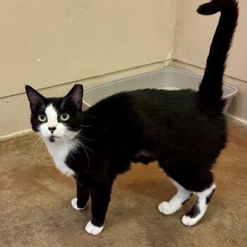 Flower -  Domestic Short Hair Cat for Adoption in Walnut Creek, California - Flower | PetCurious