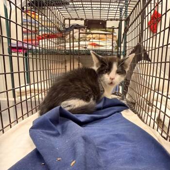 108225 -  Domestic Short Hair Cat for Adoption in Las Cruces, New Mexico - 108225 | PetCurious