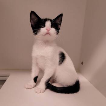 Lilypad -  Domestic Short Hair Cat for Adoption in Phoenix, Arizona - Lilypad | PetCurious