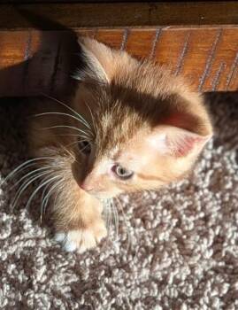 Oden -  Domestic Short Hair Cat for Adoption in San Antonio, Texas - Oden | PetCurious
