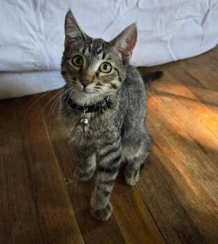 Rescue Tabby Cats for Adoption in Okemah, Oklahoma - Rusty | PetCurious